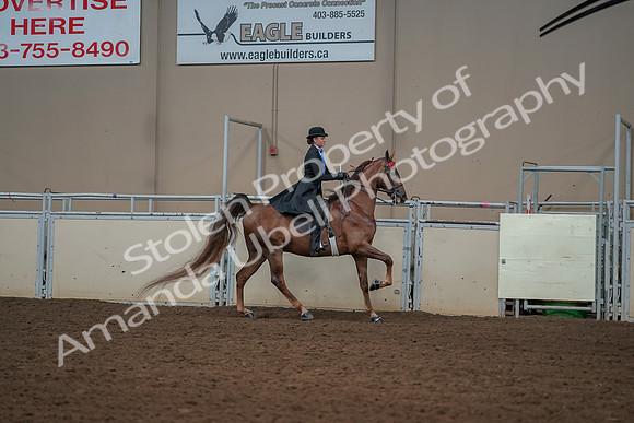 2019 Morgan Horse Show - Aug 30, 2019 - 25319