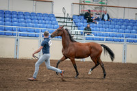 2020 - AB Morgan Horse - Sat, Sept 05 - 00533