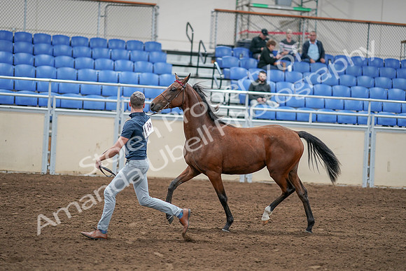 2020 - AB Morgan Horse - Sat, Sept 05 - 00533