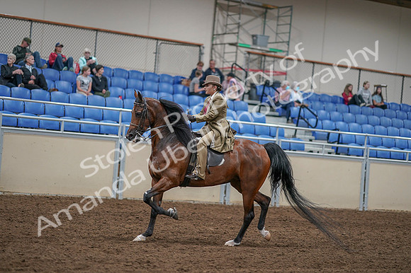 2020 - AB Morgan Horse - Fri, Sept 04 - 11424