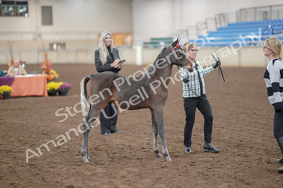 2019 Morgan Horse Show - Aug 30, 2019 - 24905
