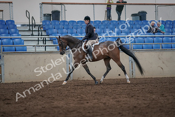 2019 Morgan Horse Show - Sept 01, 2019 - 08588