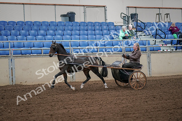 2019 Morgan Horse Show - Aug 30, 2019 - 13088