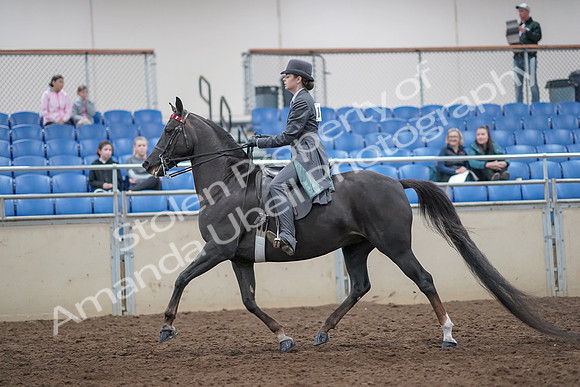 2019 Morgan Horse Show - Aug 31, 2019 - 09286
