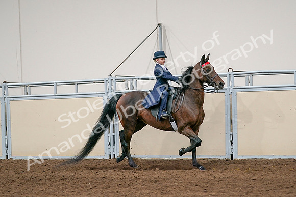 2020 - AB Morgan Horse - Sat, Sept 05 - 04845