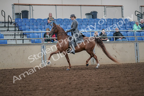 2019 Morgan Horse Show - Aug 30, 2019 - 15457