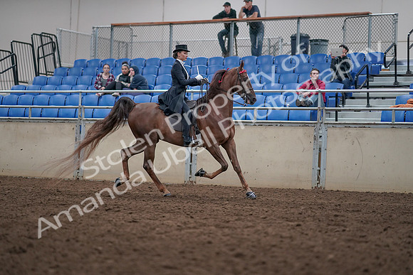 2019 Morgan Horse Show - Aug 31, 2019 - 20682