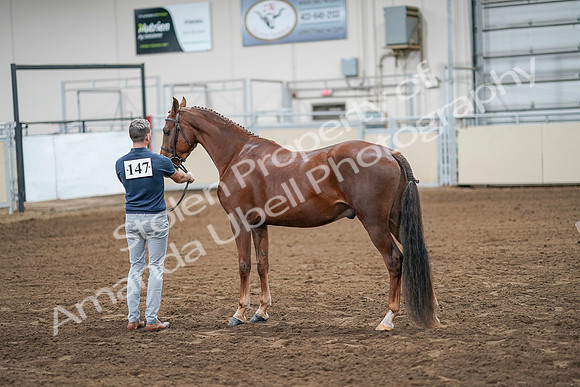 2020 - AB Morgan Horse - Sat, Sept 05 - 00206