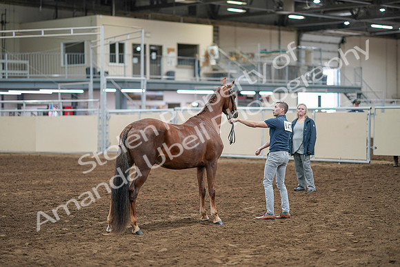2020 - AB Morgan Horse - Sat, Sept 05 - 00266