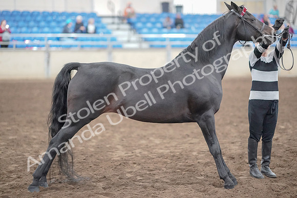 2019 Morgan Horse Show - Aug 31, 2019 - 00911
