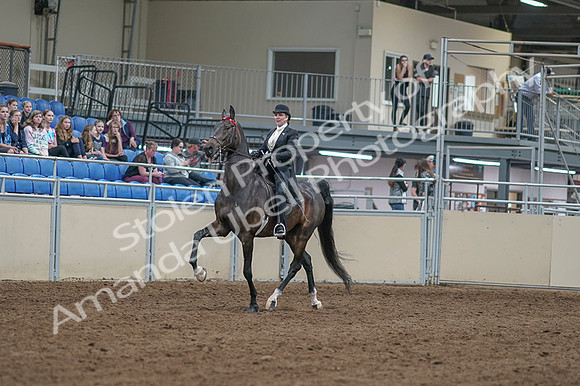 2020 - AB Morgan Horse - Fri, Sept 04 - 11318