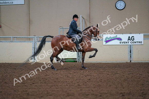 2019 Morgan Horse Show - Aug 30, 2019 - 20741