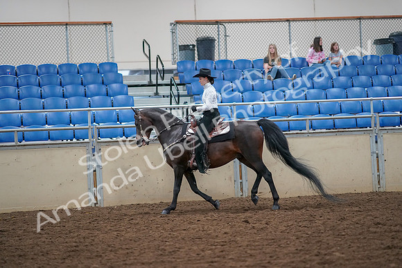 2019 Morgan Horse Show - Aug 30, 2019 - 16871