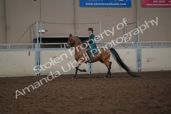 2019 Morgan Horse Show - Aug 30, 2019 - 27916