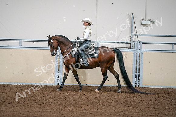 2020 - AB Morgan Horse - Fri, Sept 04 - 08375