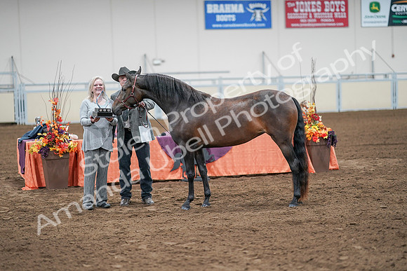 2020 - AB Morgan Horse - Sat, Sept 05 - 00295