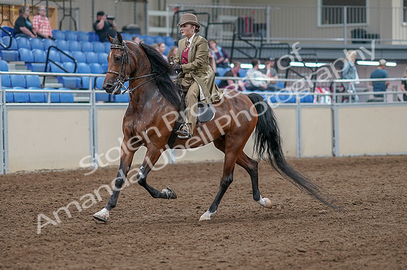 2020 - AB Morgan Horse - Fri, Sept 04 - 11144