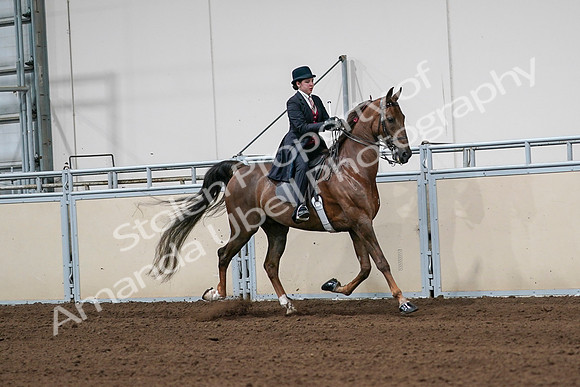 2020 - AB Morgan Horse - Sat, Sept 05 - 06360
