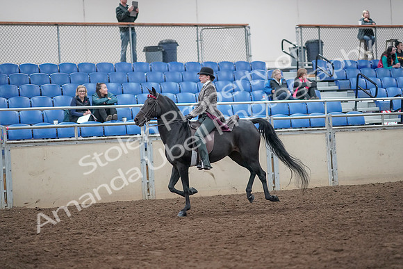 2019 Morgan Horse Show - Aug 31, 2019 - 09467