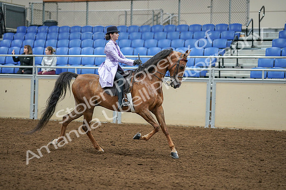 2020 - AB Morgan Horse - Fri, Sept 04 - 05182