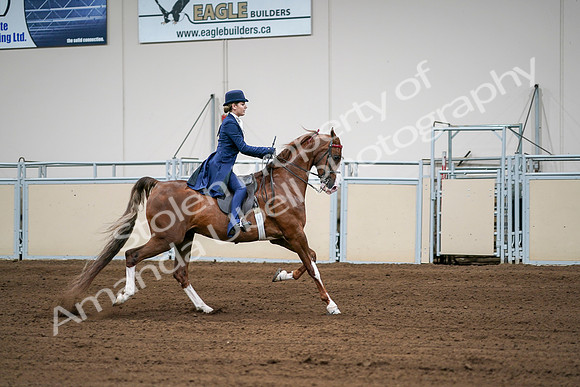 2020 - AB Morgan Horse - Sat, Sept 05 - 06330