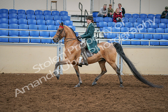 2020 - AB Morgan Horse - Sat, Sept 05 - 13779