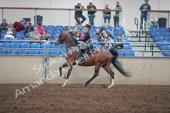 2019 Morgan Horse Show - Aug 31, 2019 - 20599