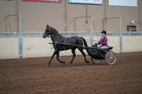 2019 Morgan Horse Show - Sept 01, 2019 - 10376_1