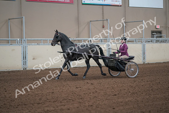 2019 Morgan Horse Show - Sept 01, 2019 - 10376_1