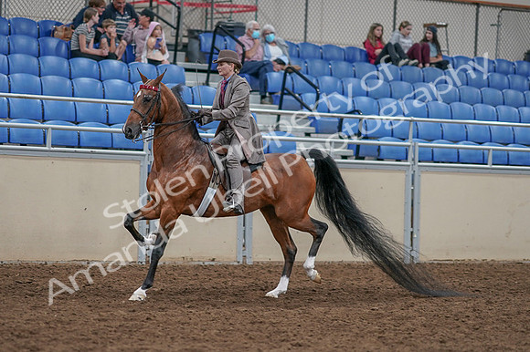 2020 - AB Morgan Horse - Fri, Sept 04 - 11370