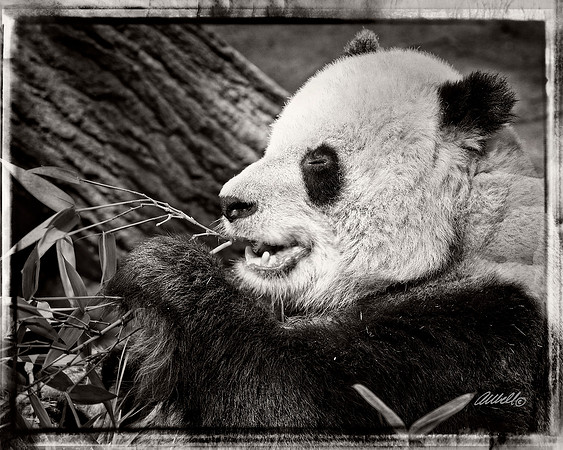 Zoo - 005bw