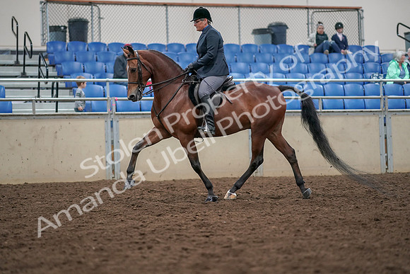 2019 Morgan Horse Show - Aug 30, 2019 - 19886