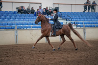2019 Morgan Horse Show - Aug 31, 2019 - 20353