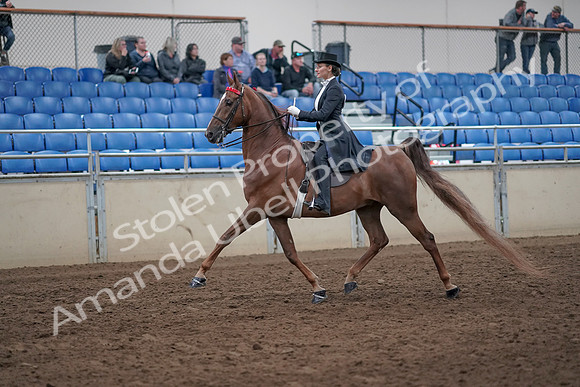 2019 Morgan Horse Show - Aug 31, 2019 - 20353