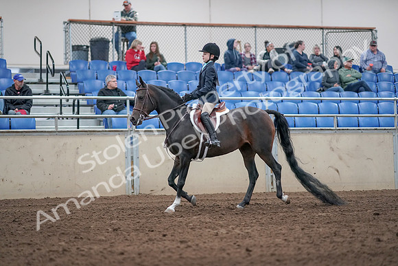 2019 Morgan Horse Show - Aug 31, 2019 - 19498