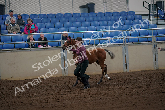 2019 Morgan Horse Show - Aug 30, 2019 - 24692