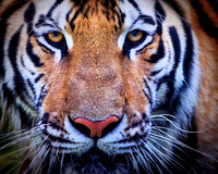 Big Cats - 011
