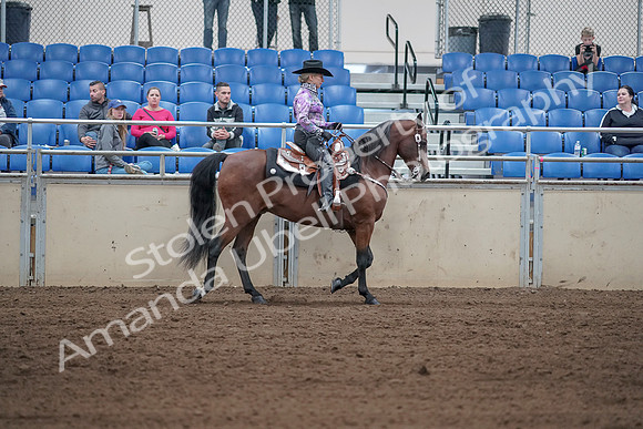 2019 Morgan Horse Show - Sept 01, 2019 - 07072