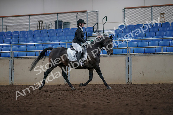 2019 Morgan Horse Show - Aug 31, 2019 - 16723