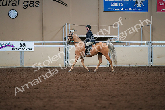 2019 Morgan Horse Show - Aug 30, 2019 - 16175
