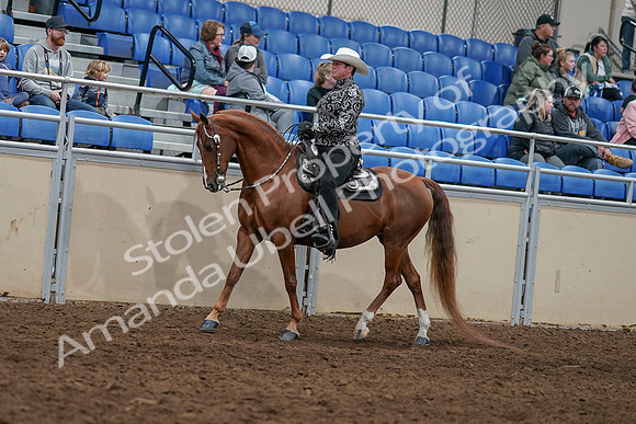 2020 - AB Morgan Horse - Sun, Sept 06 - 07494