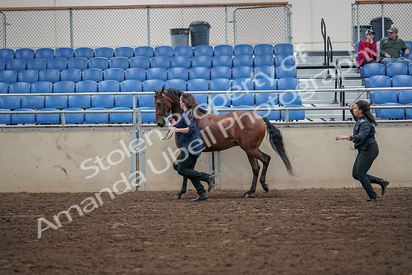 2019 Morgan Horse Show - Aug 31, 2019 - 01017