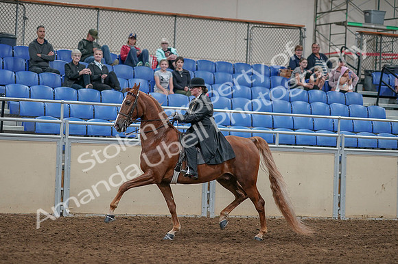 2020 - AB Morgan Horse - Fri, Sept 04 - 11264
