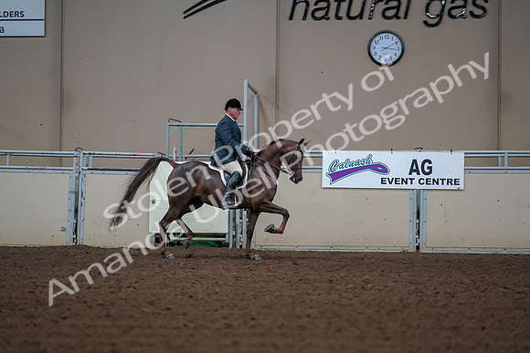 2019 Morgan Horse Show - Aug 30, 2019 - 17653