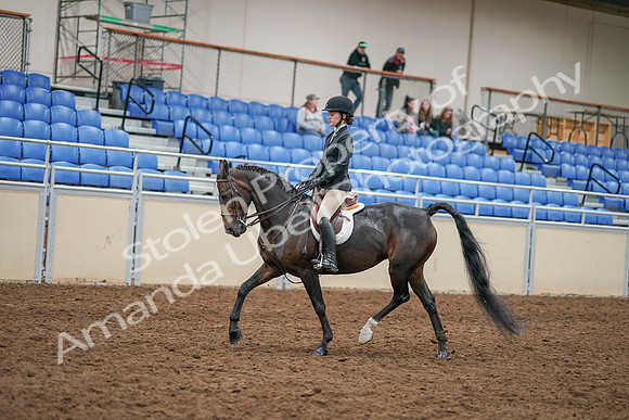 2020 - AB Morgan Horse - Sat, Sept 05 - 14282
