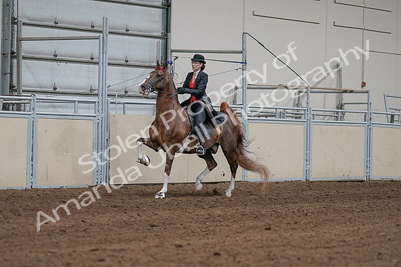 2020 - AB Morgan Horse - Fri, Sept 04 - 09704