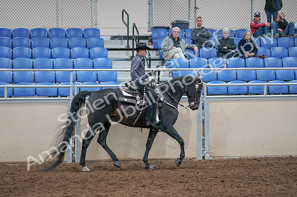 2020 - AB Morgan Horse - Fri, Sept 04 - 08486