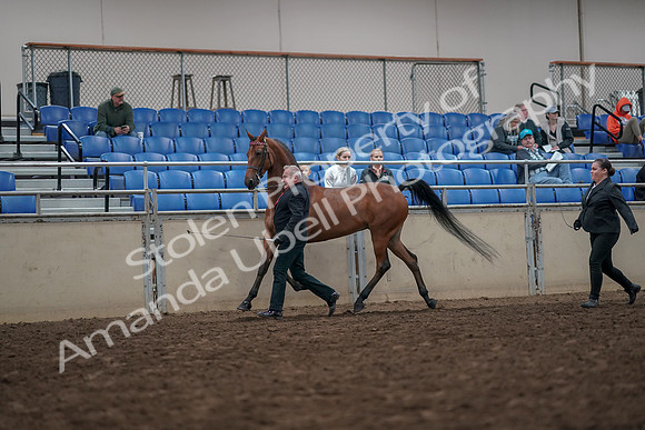 2019 Morgan Horse Show - Aug 31, 2019 - 03575