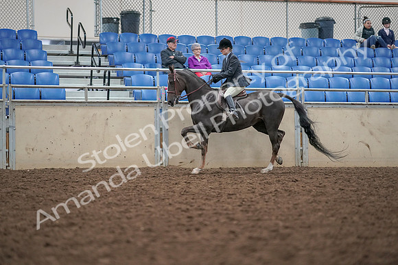 2019 Morgan Horse Show - Aug 30, 2019 - 20417
