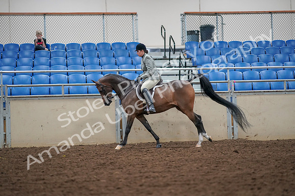 2019 Morgan Horse Show - Aug 30, 2019 - 17381